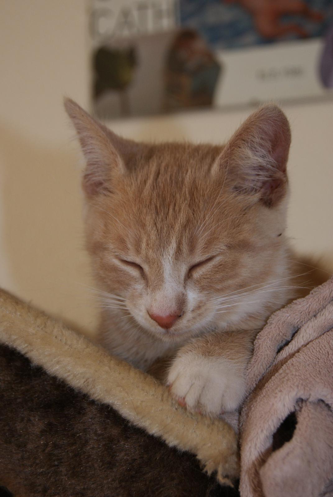 Huskat " Tessi" billede 4