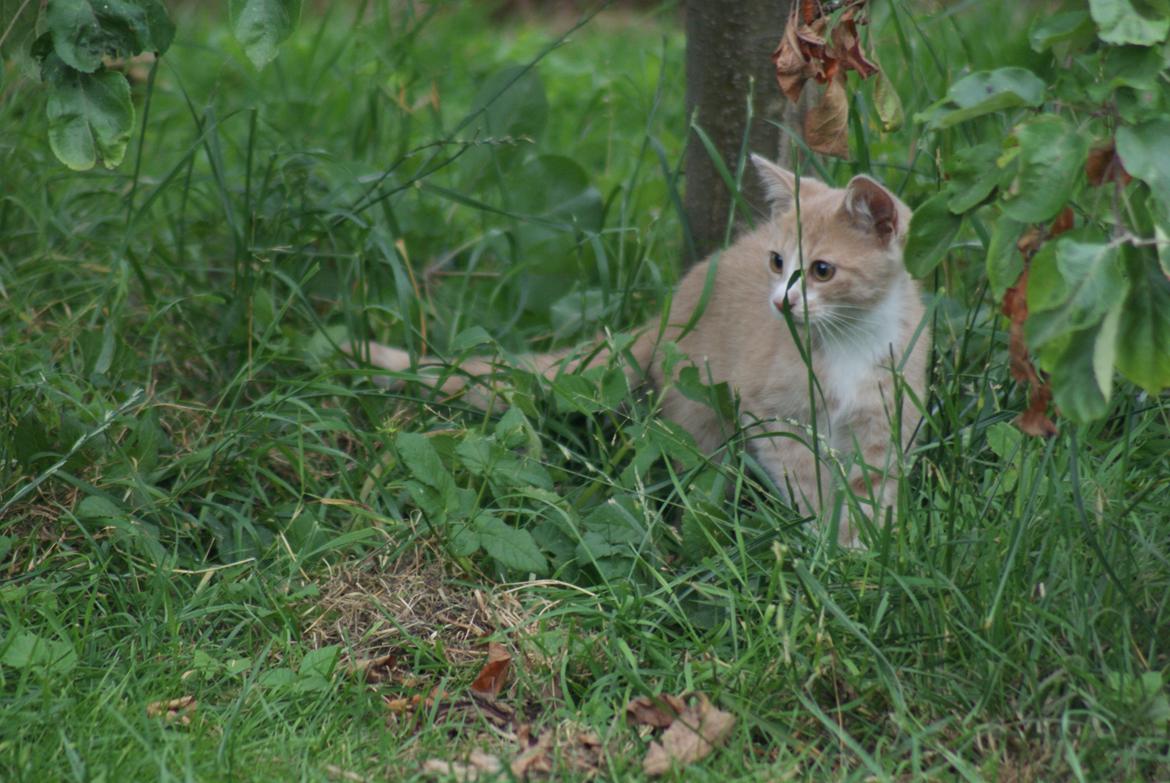 Huskat " Tessi" billede 5