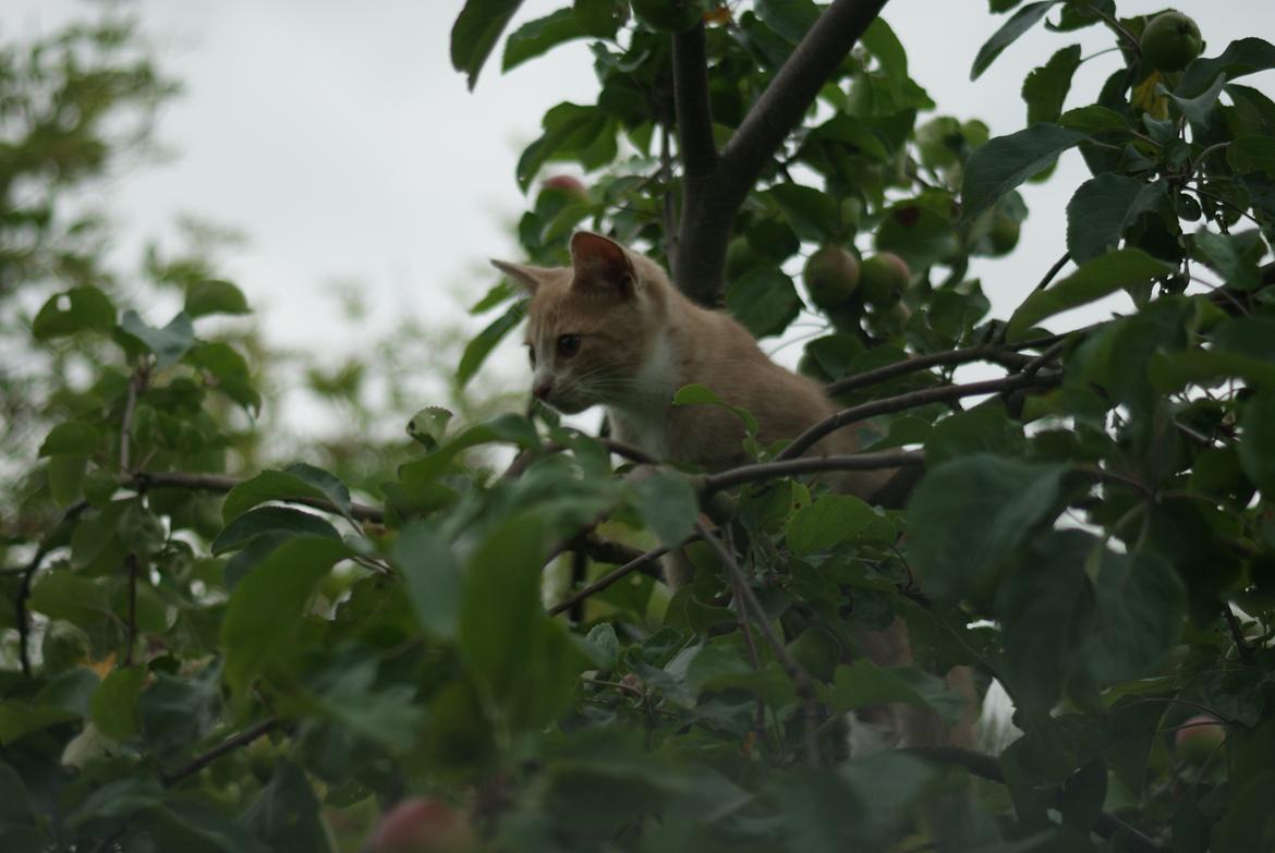 Huskat " Tessi" billede 6