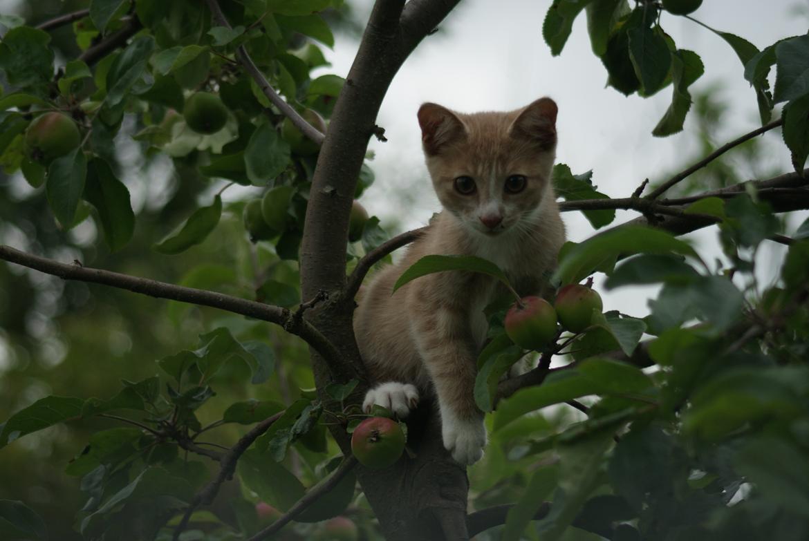 Huskat " Tessi" billede 7