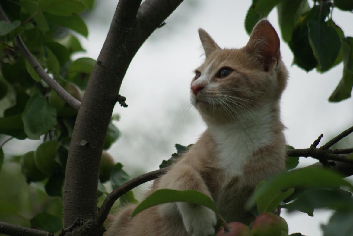 Huskat " Tessi" billede 8