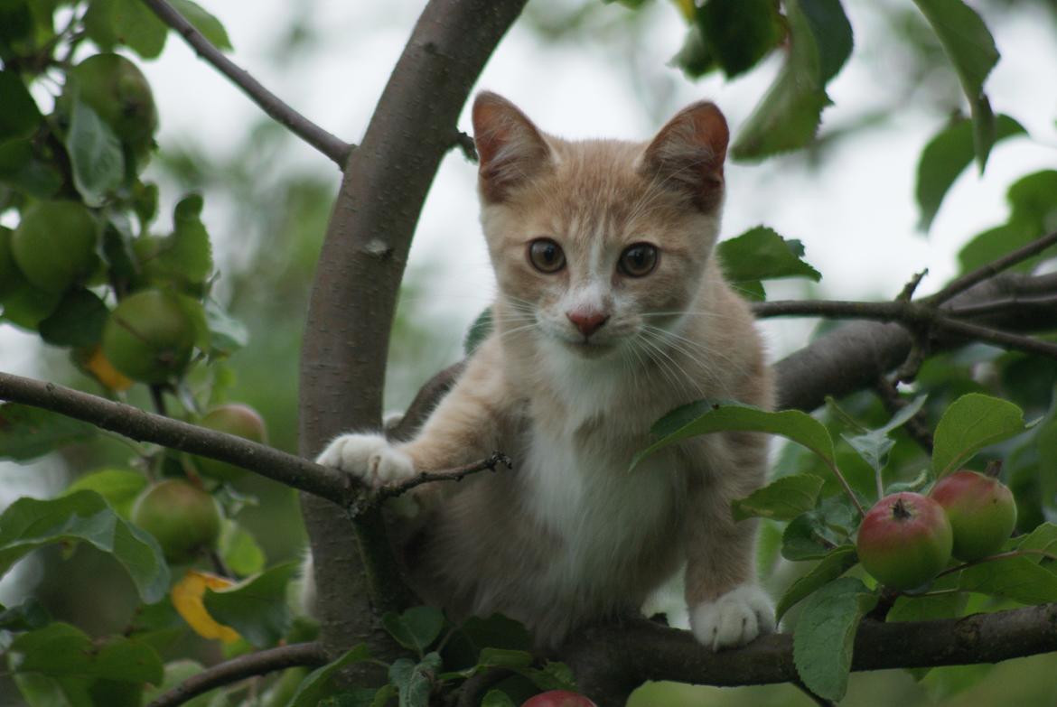 Huskat " Tessi" billede 9