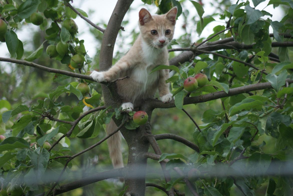 Huskat " Tessi" billede 10