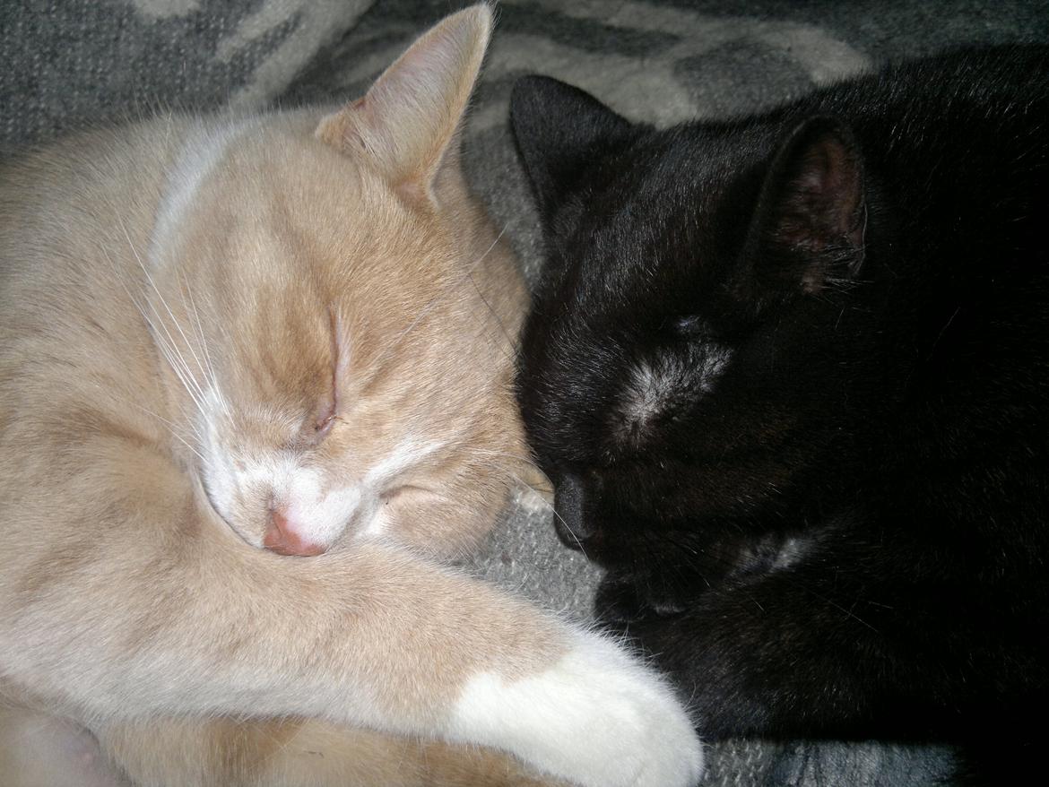 Huskat " Tessi" billede 11