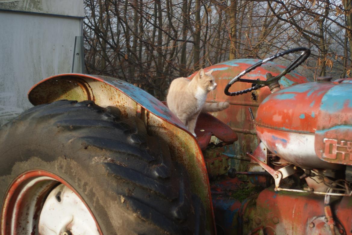 Huskat " Tessi" billede 12