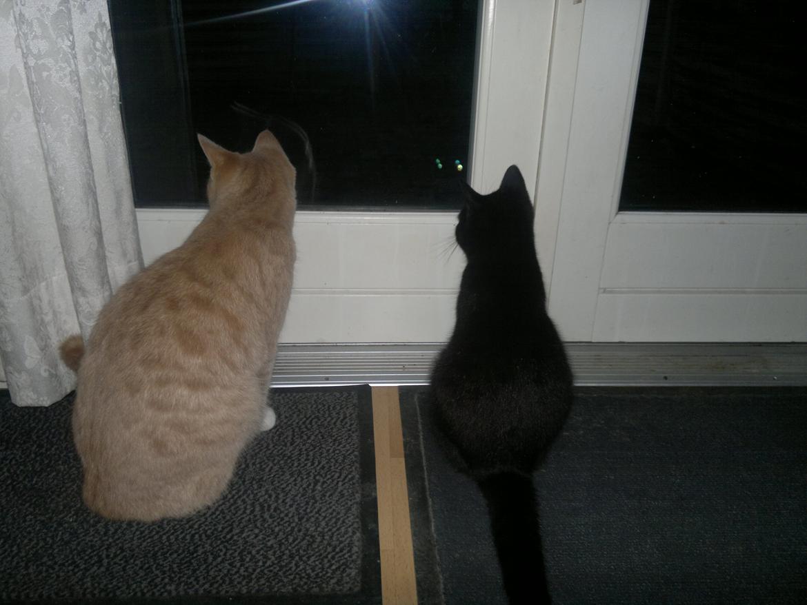 Huskat " Tessi" billede 13