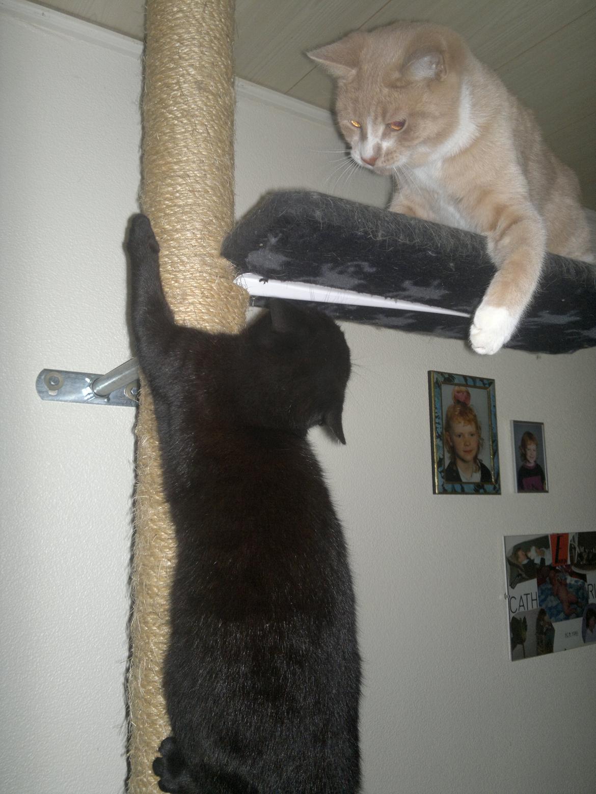 Huskat " Tessi" billede 14