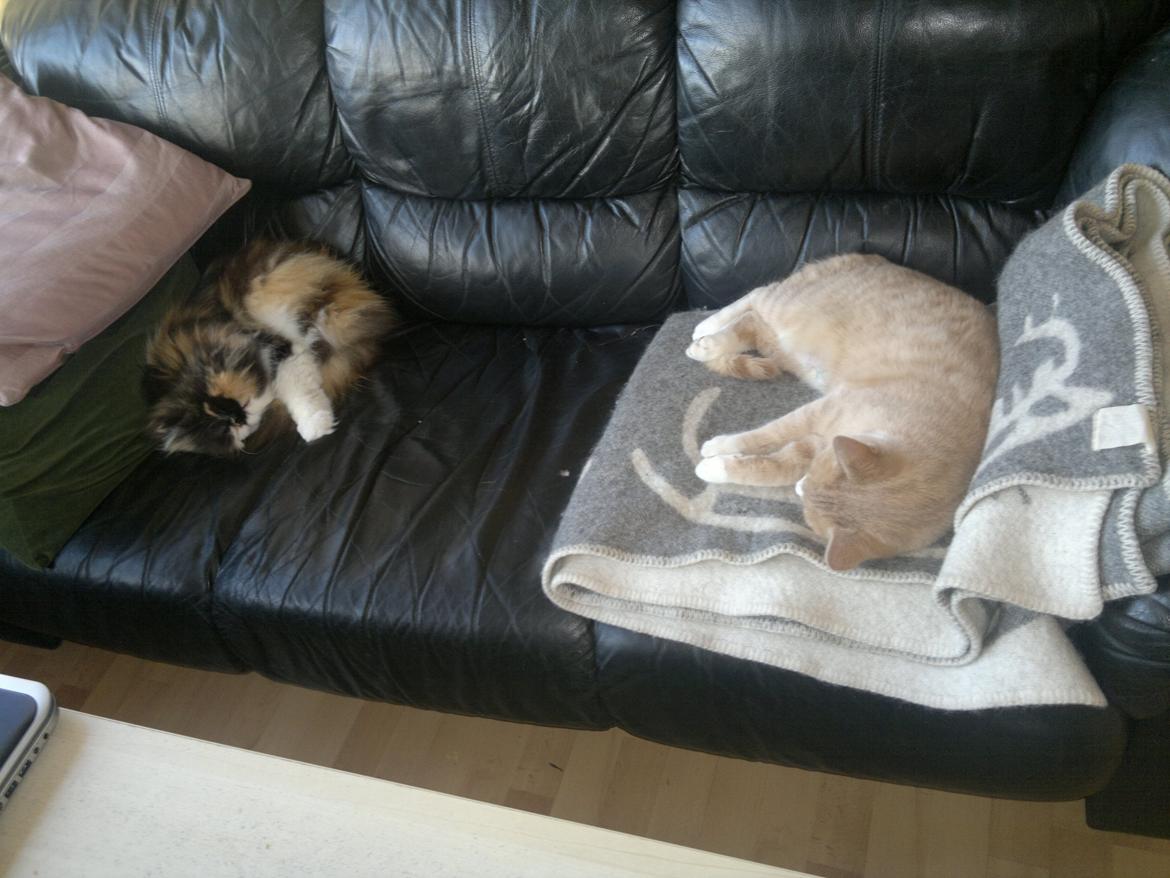 Huskat " Tessi" billede 15