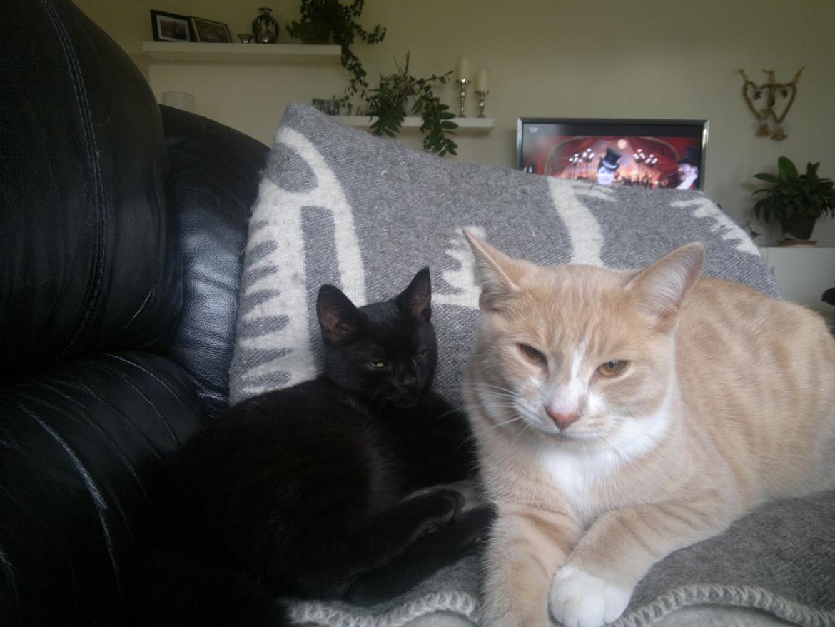 Huskat " Tessi" billede 17