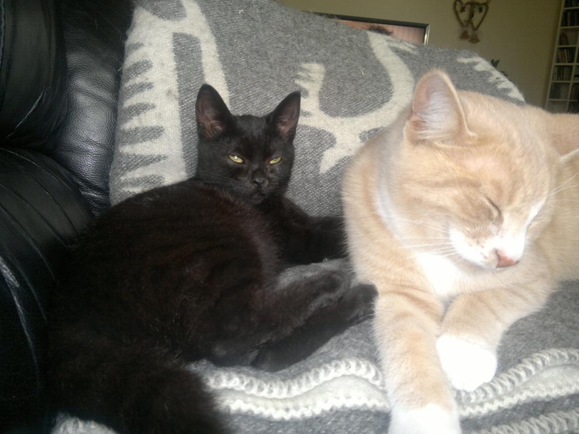 Huskat " Tessi" billede 18