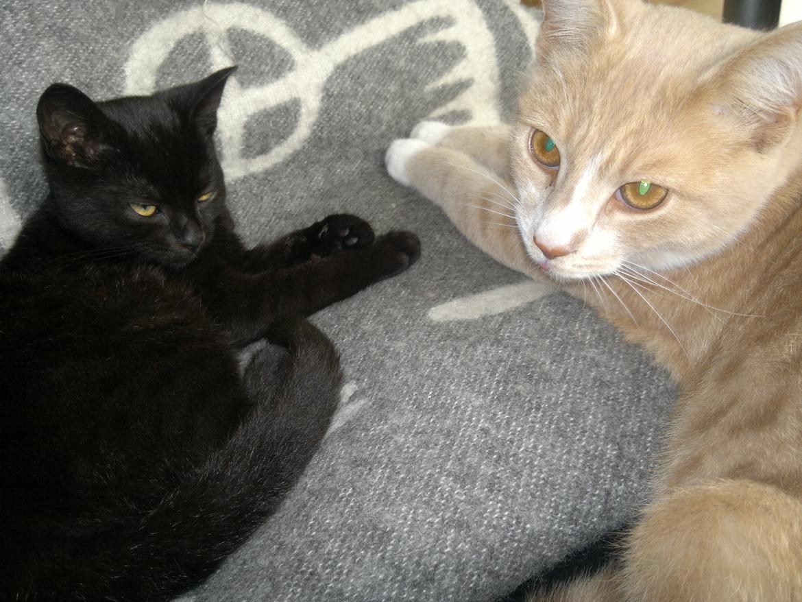 Huskat " Tessi" billede 19