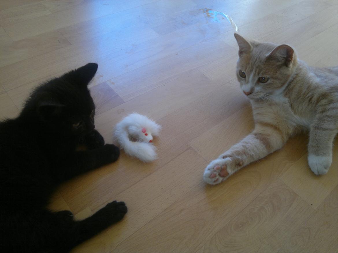 Huskat " Tessi" billede 20