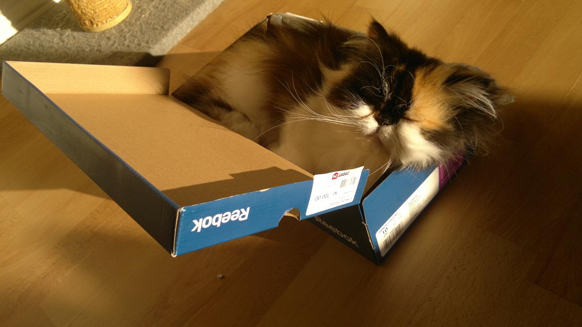 Perser FELINA billede 2