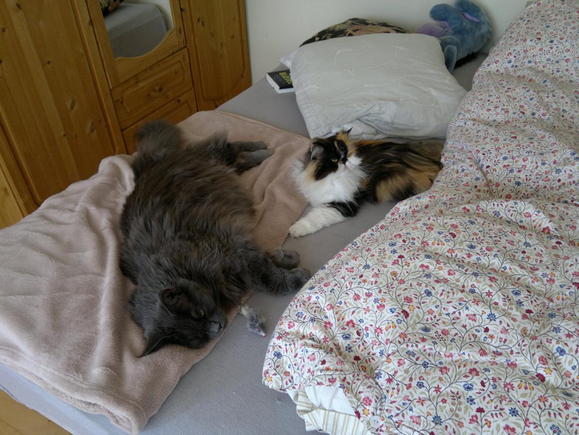 Perser FELINA billede 4