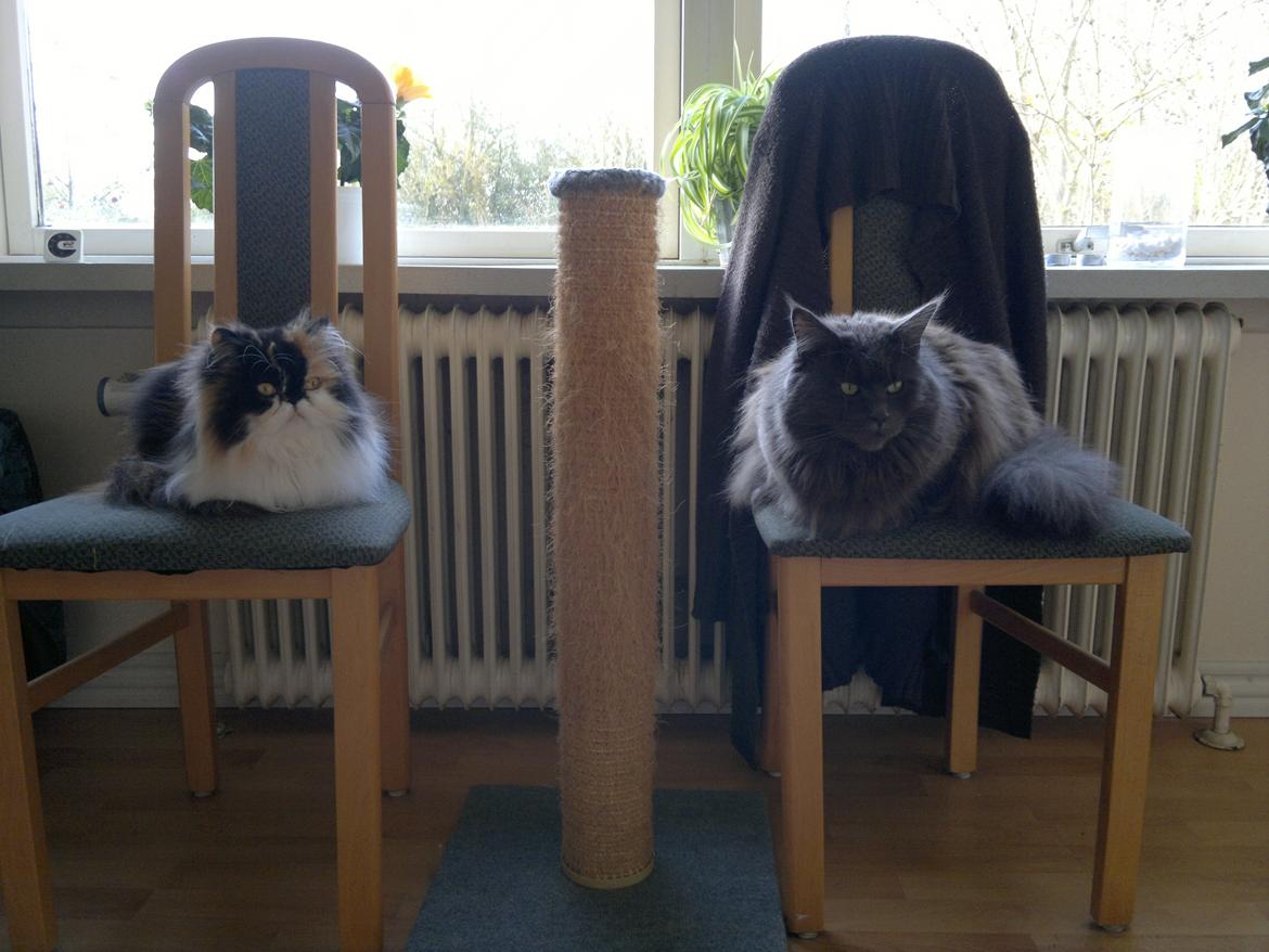 Perser FELINA billede 5