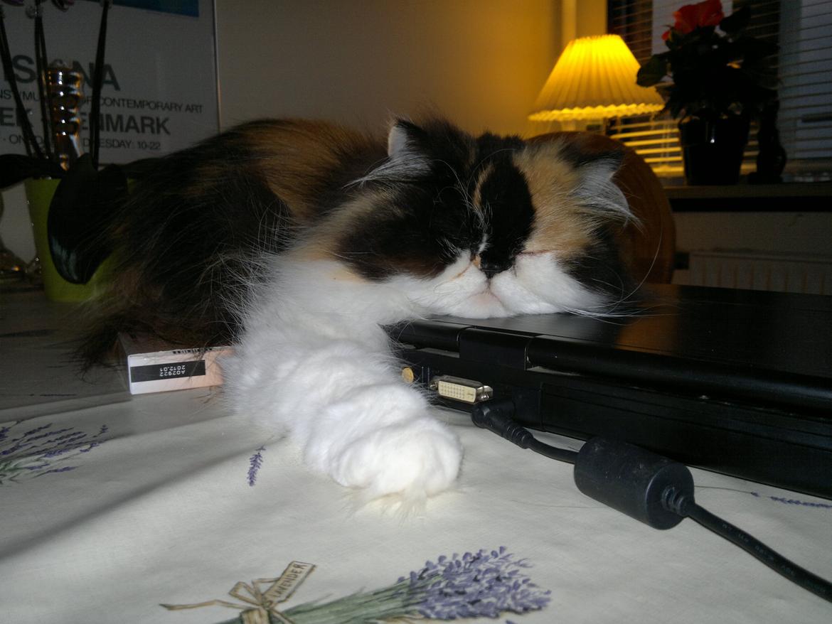 Perser FELINA billede 6