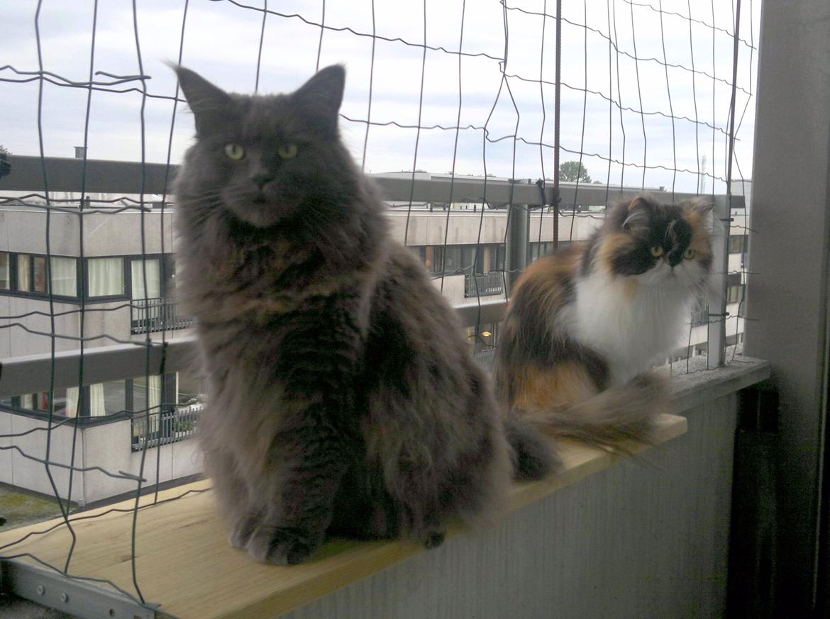 Perser FELINA billede 7