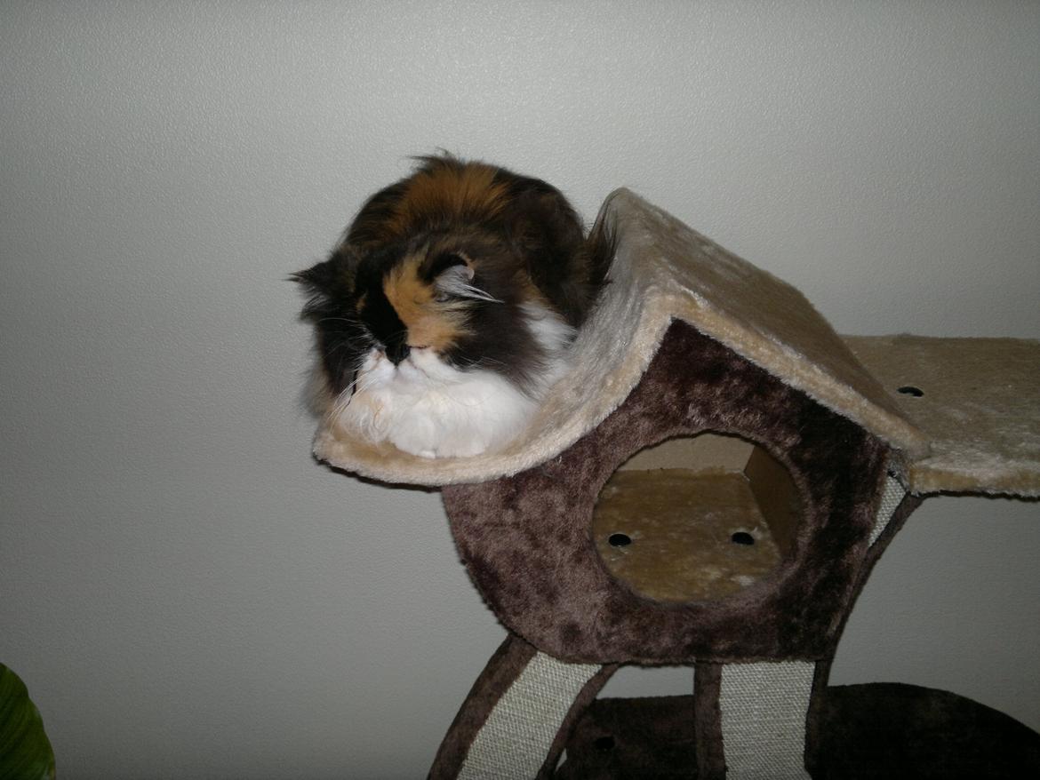 Perser FELINA billede 8