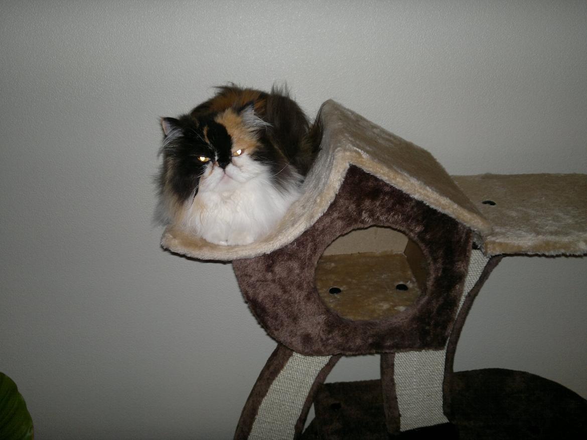 Perser FELINA billede 9