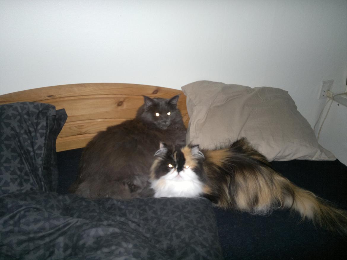 Perser FELINA billede 10