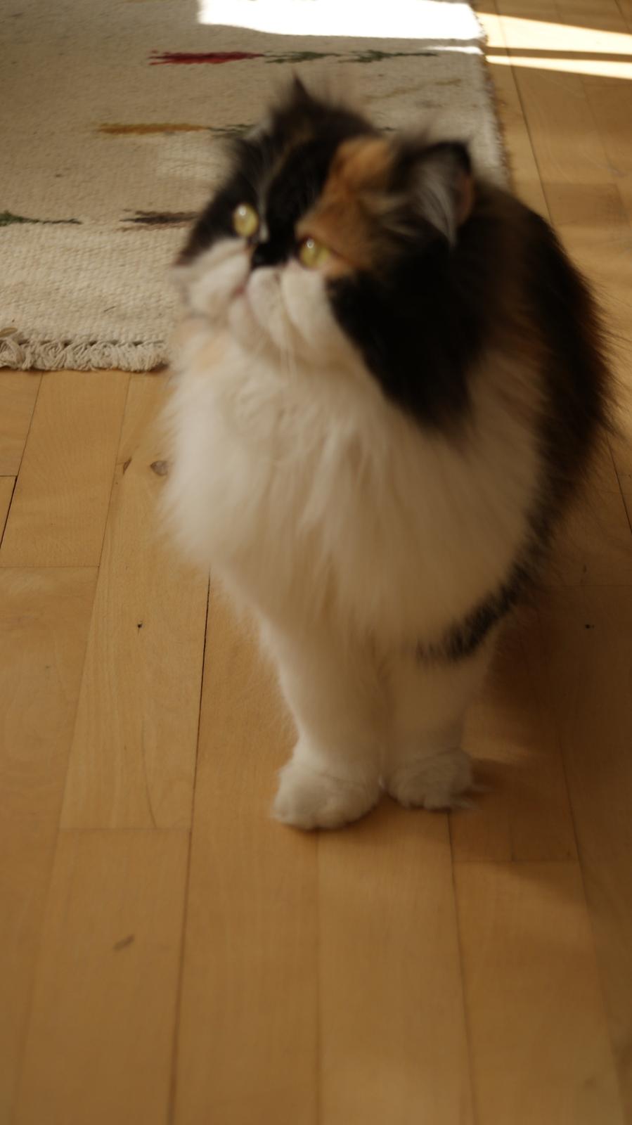 Perser FELINA billede 11