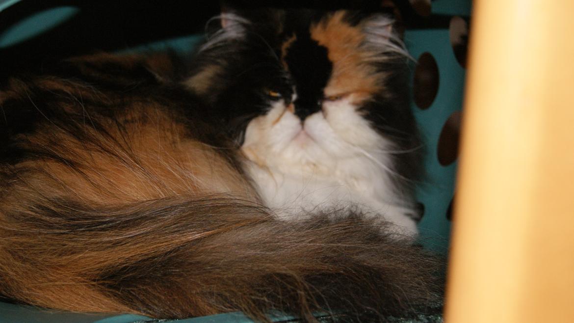 Perser FELINA billede 12