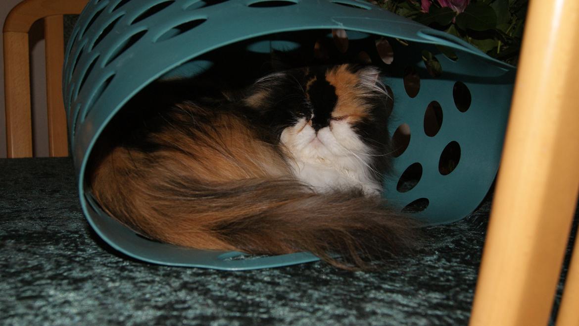 Perser FELINA billede 13