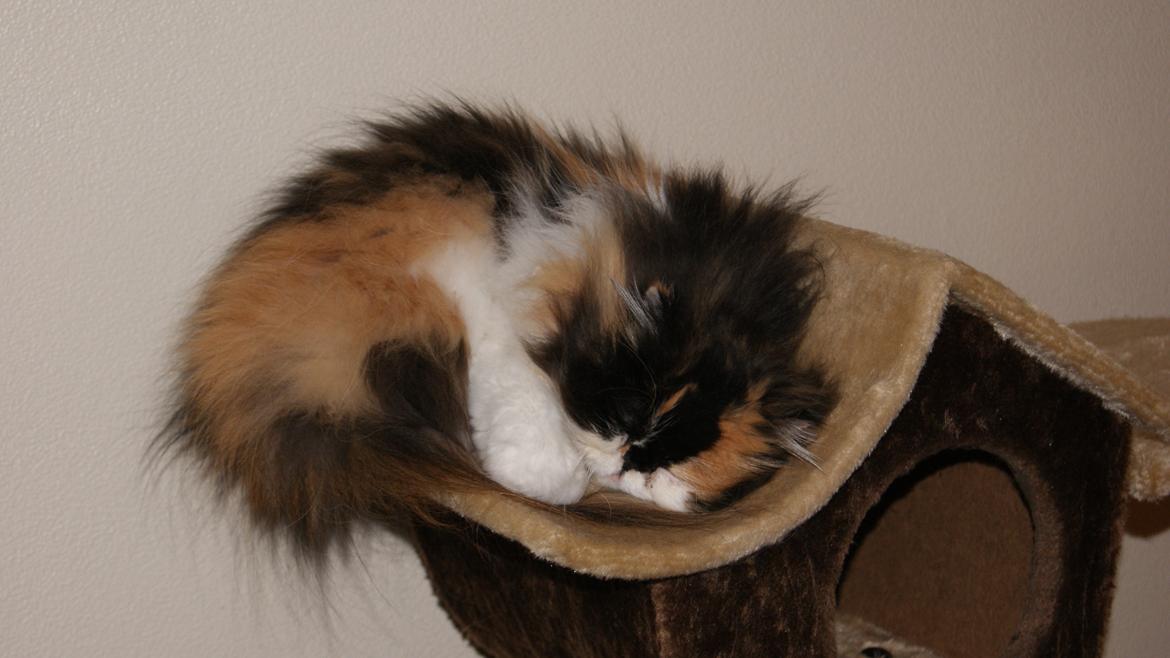 Perser FELINA billede 14