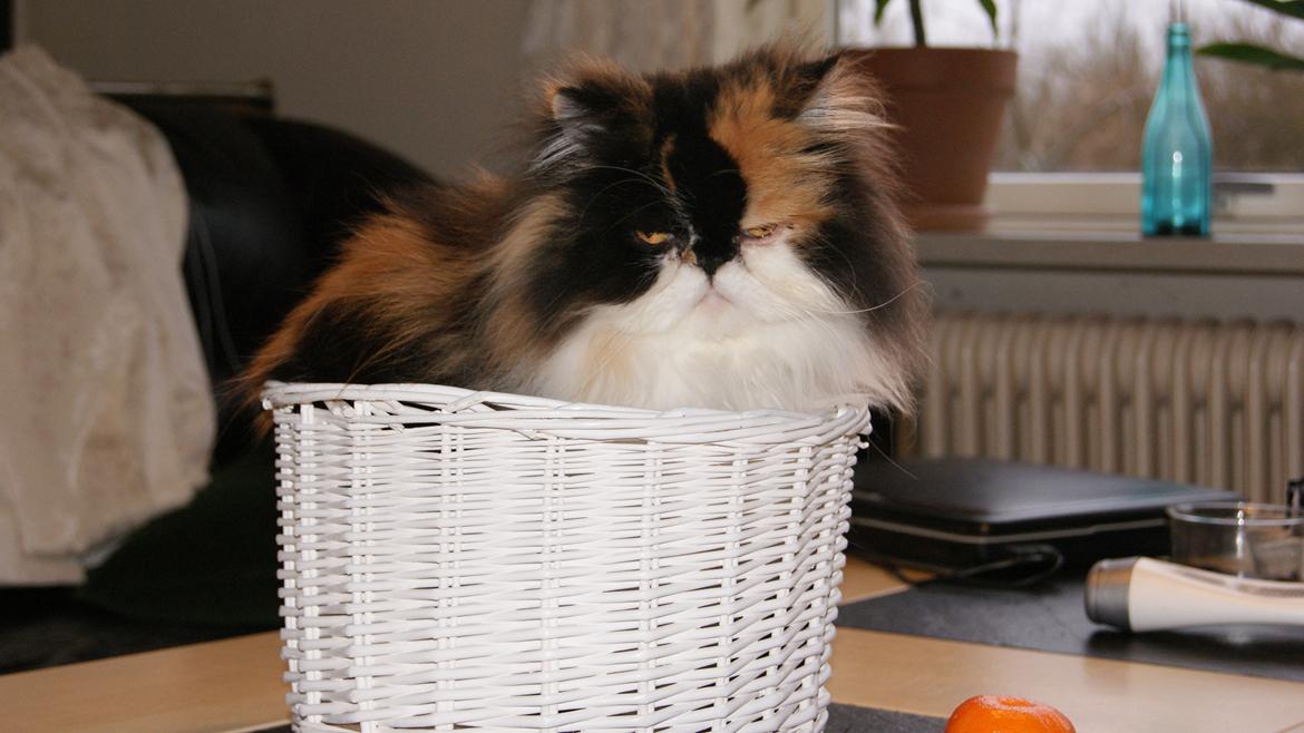 Perser FELINA billede 15