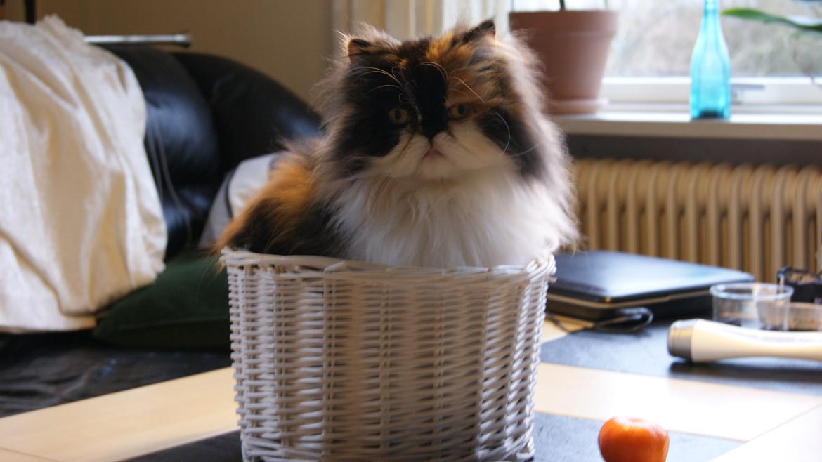 Perser FELINA billede 16