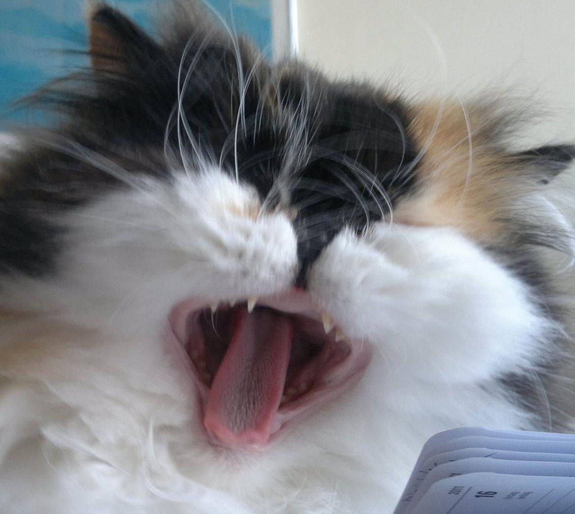 Perser FELINA billede 17