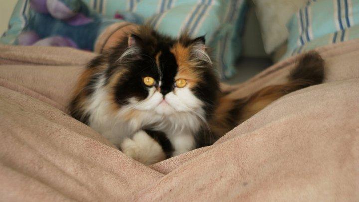 Perser FELINA billede 18