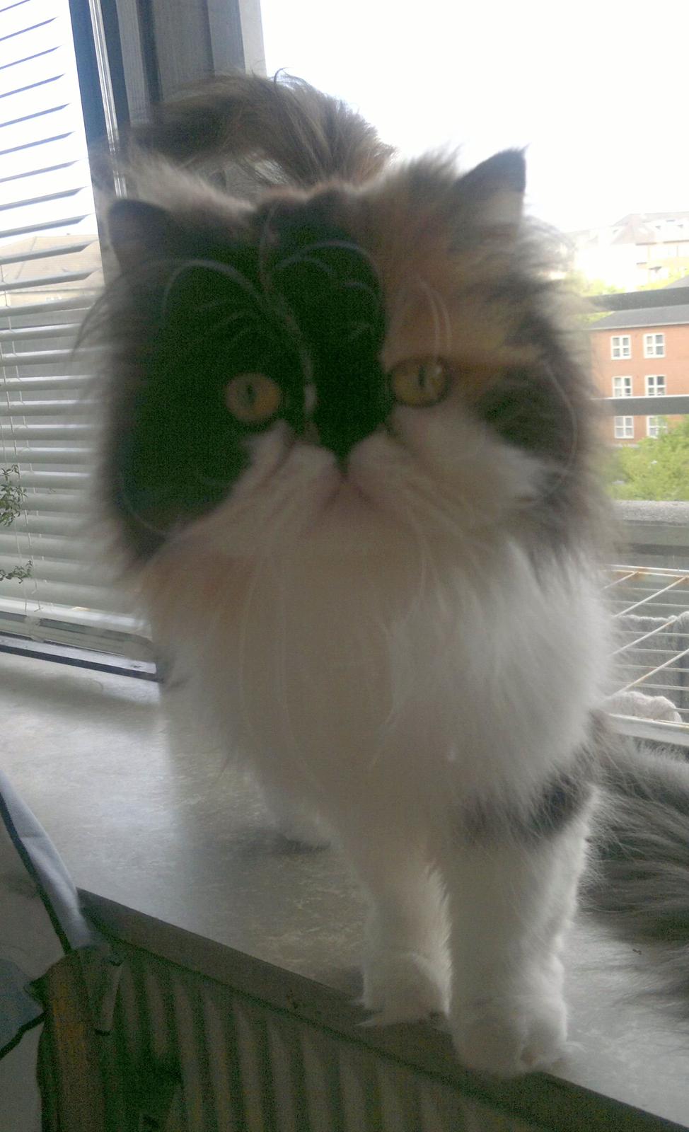 Perser FELINA billede 19