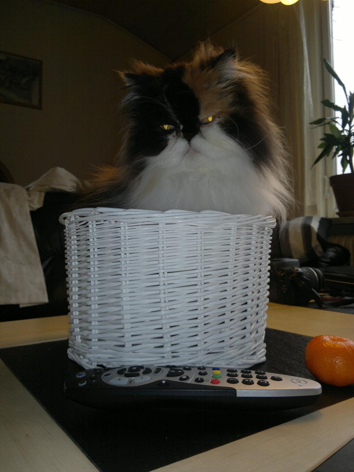 Perser FELINA billede 20