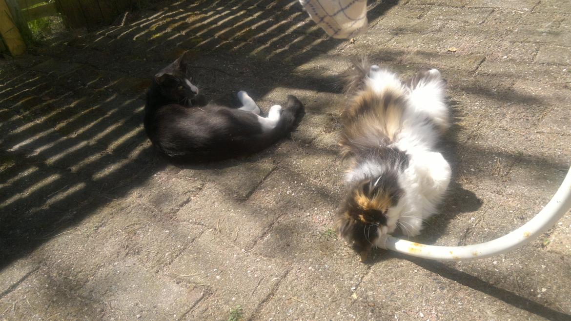 Perser FELINA billede 21