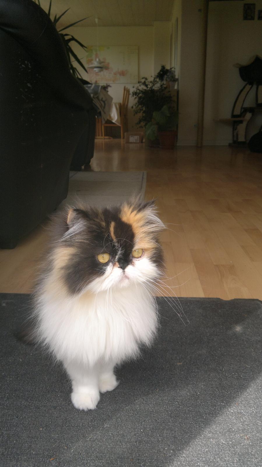 Perser FELINA billede 22