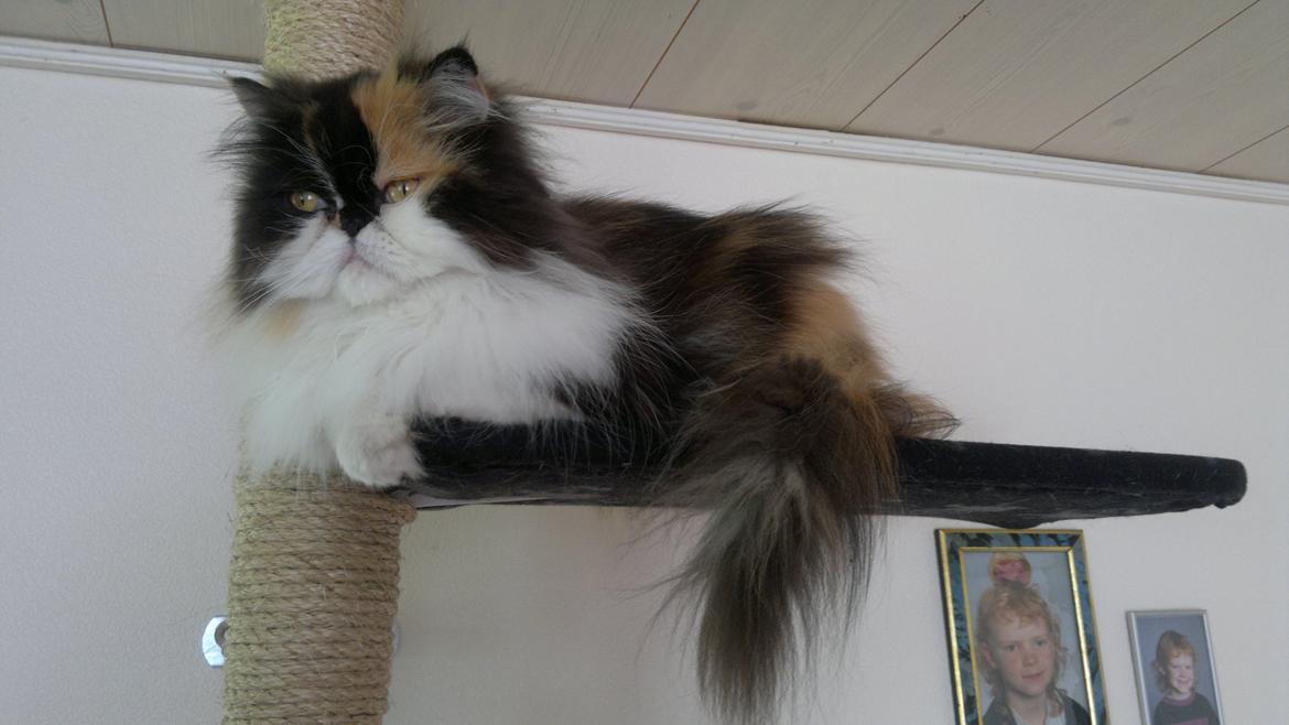 Perser FELINA billede 23