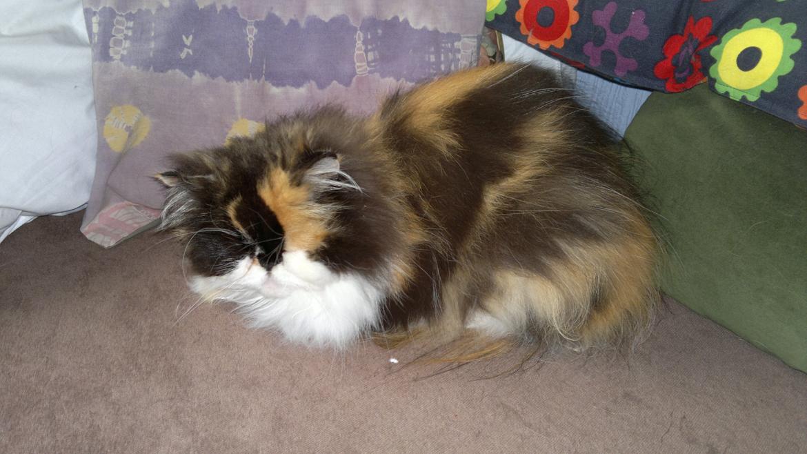 Perser FELINA billede 24