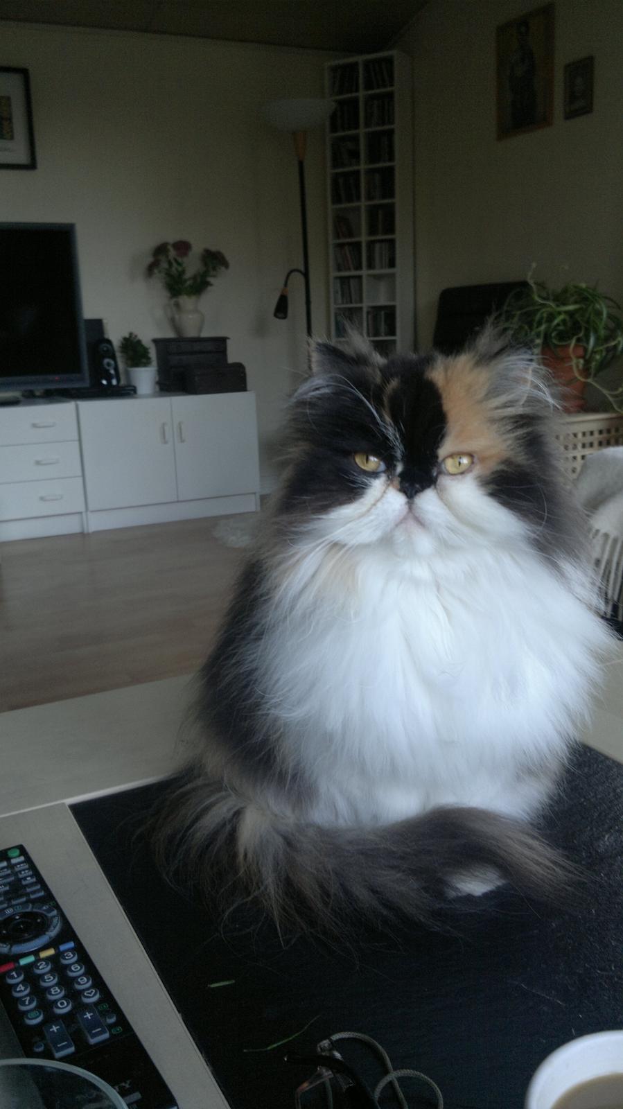 Perser FELINA billede 25