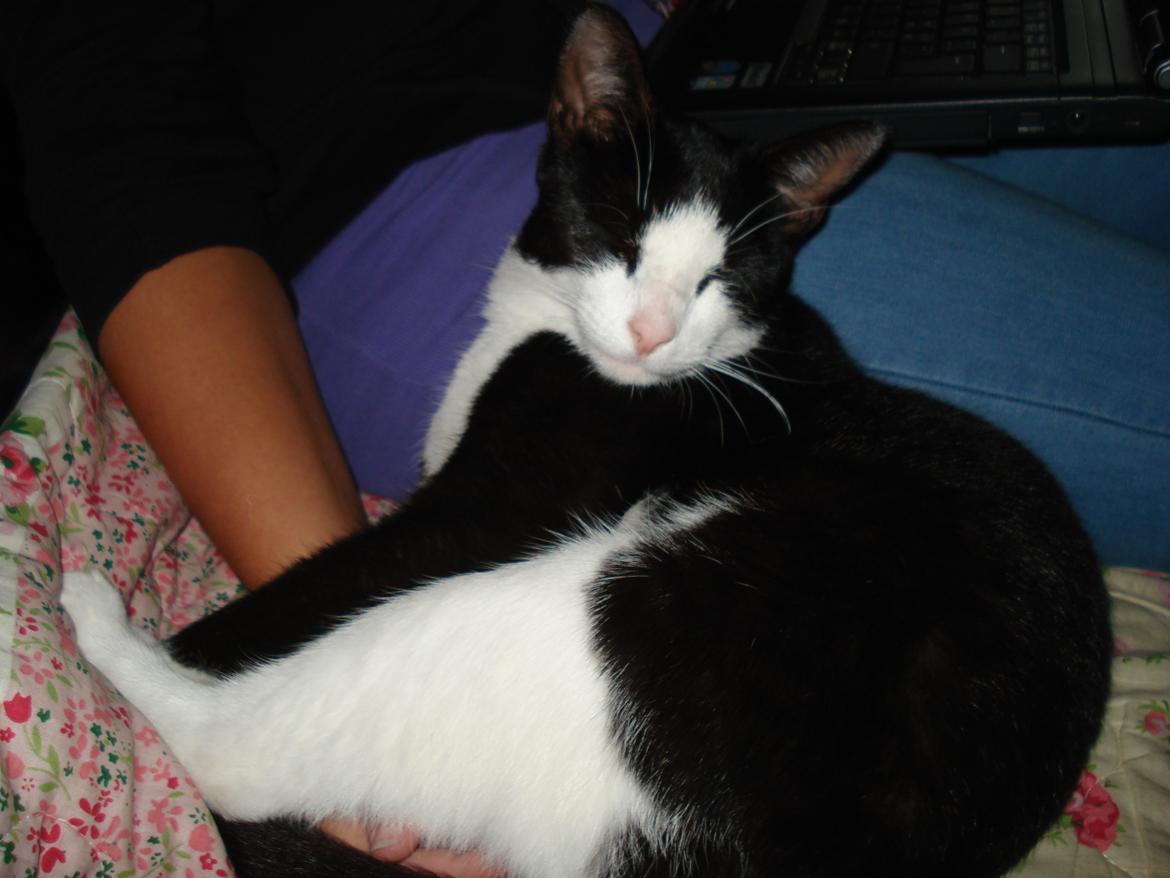 Huskat Mille billede 1