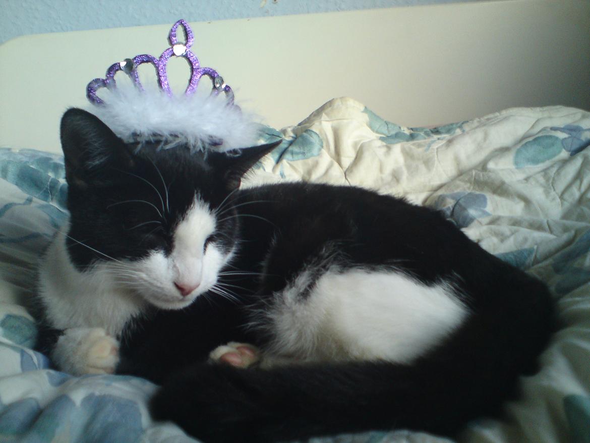 Huskat Mille billede 2