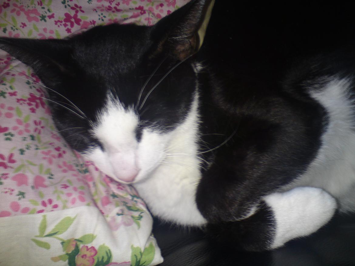 Huskat Mille billede 3