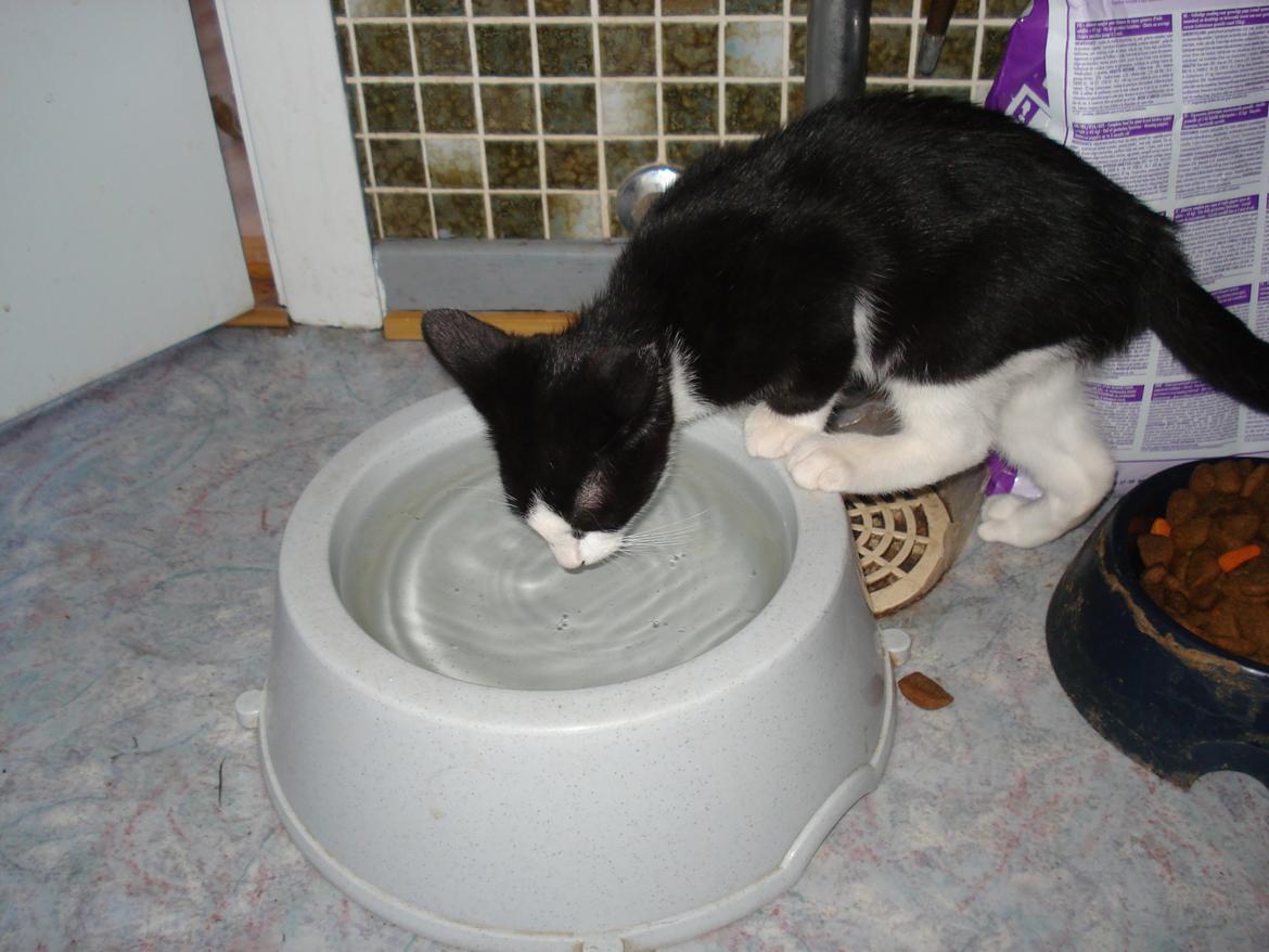 Huskat Mille billede 4