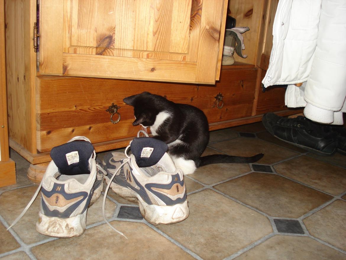 Huskat Mille billede 5