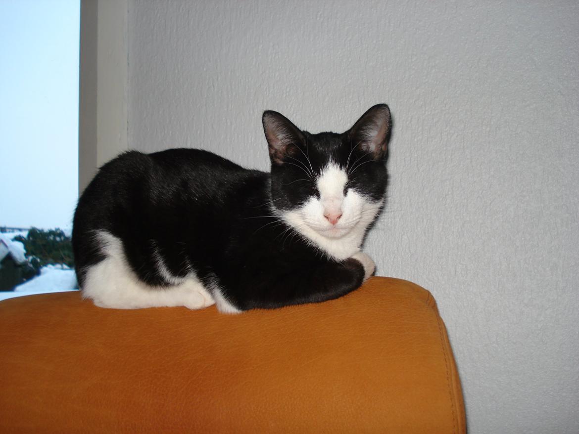 Huskat Mille billede 6