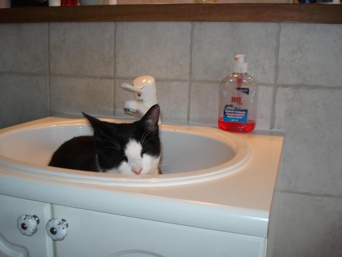 Huskat Mille billede 7