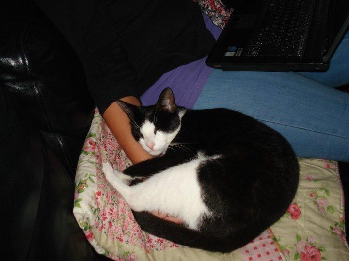 Huskat Mille billede 8