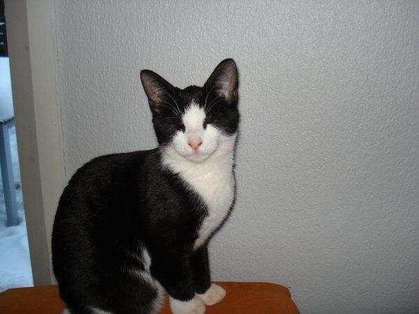 Huskat Mille billede 9