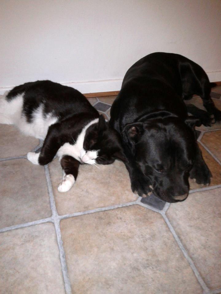 Huskat Mille billede 10