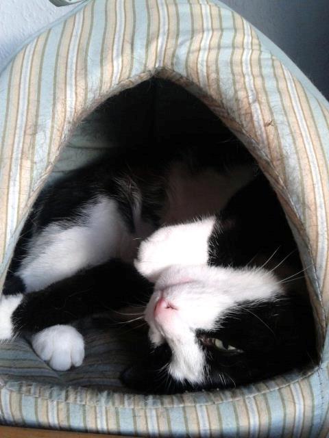 Huskat Mille billede 11